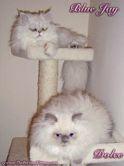 Persian Kittens on Kitty Condo