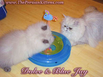 Pictures of Persian Kittens Playing