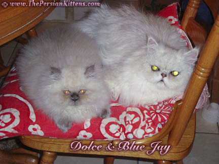 Cute Persian Kittens Pictures 