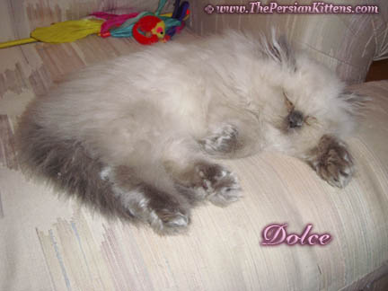 Persian Kittens Pictures Sleeping