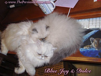 Pictures of Sleeping Persian Kittens