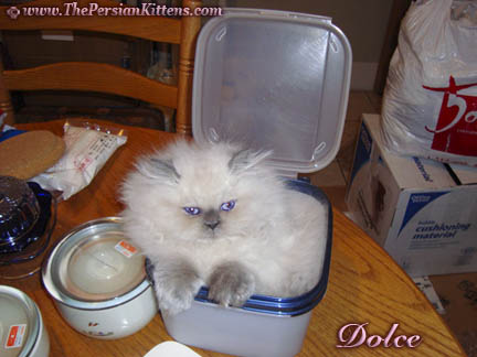 Pictures of Persian Kittens in a Box