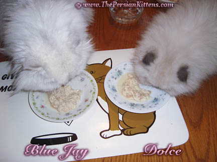 Persian Kittens Eating