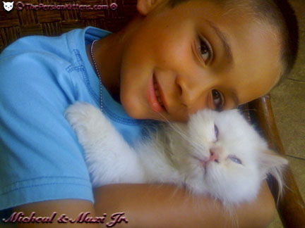 Pictures of Persian Kittens Maxi Jr.