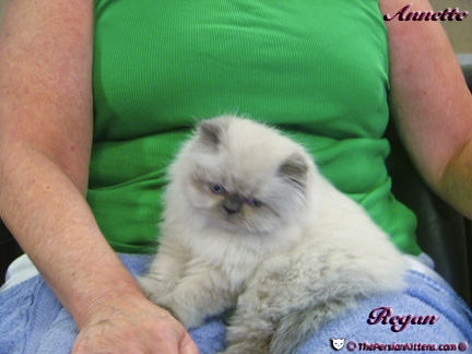 Persian Kittens Picture of Regan