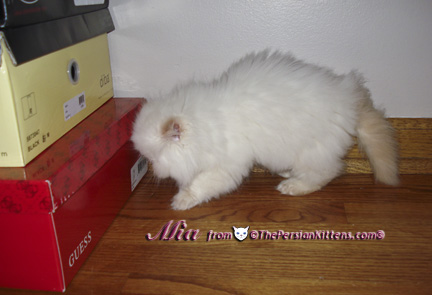 Persian Kittens Pictures 2